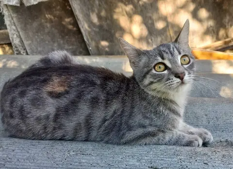 Котята в добрые руки девочка серебристый табби