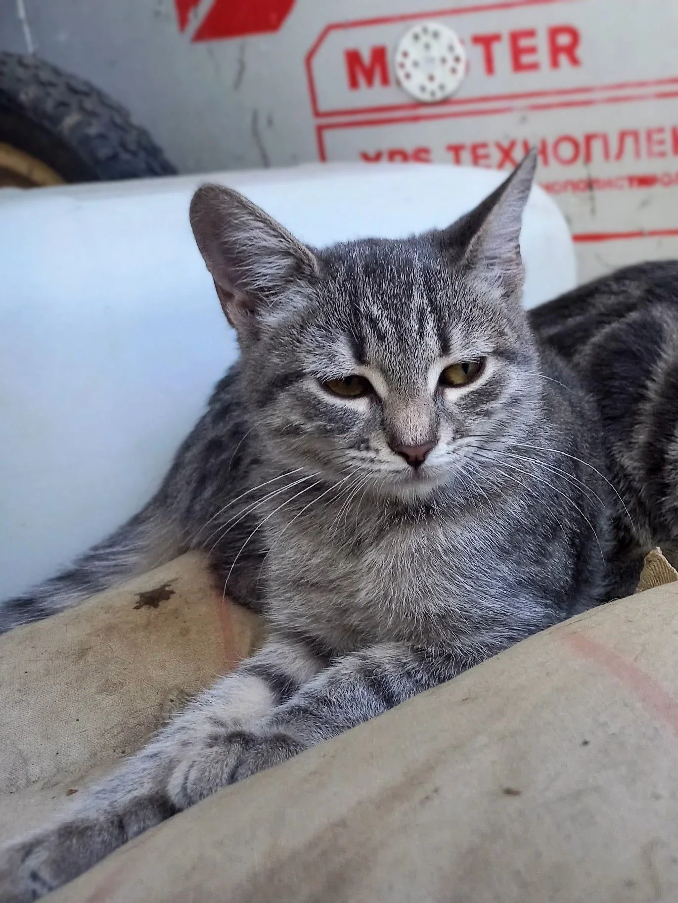 Котята в добрые руки девочка серебристый табби - миниатюра 4