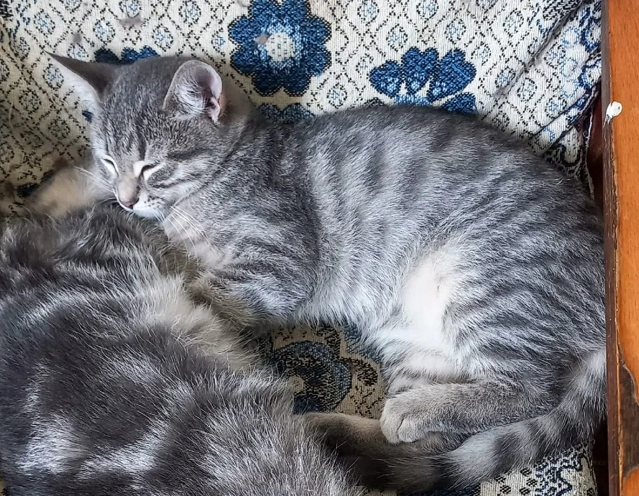 Котята в добрые руки девочка серебристый табби - миниатюра 6