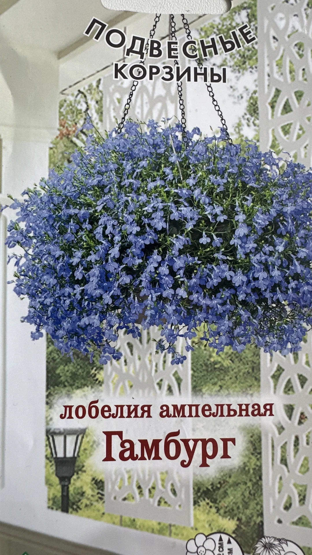 Лобелия рассада - миниатюра 3