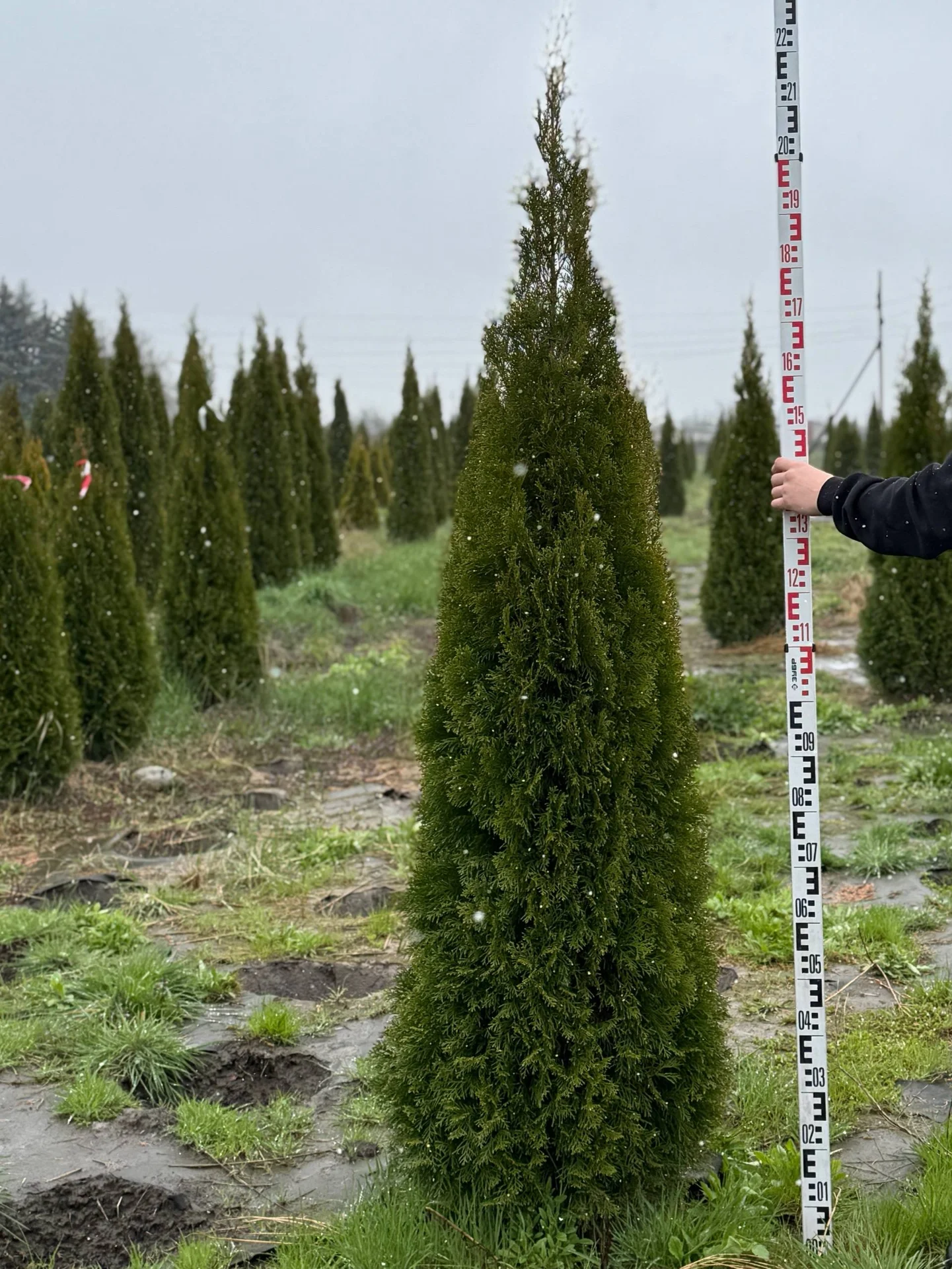 Туя западная Смарагд 2-2,2 экстра качество 🌲 - изображение 1