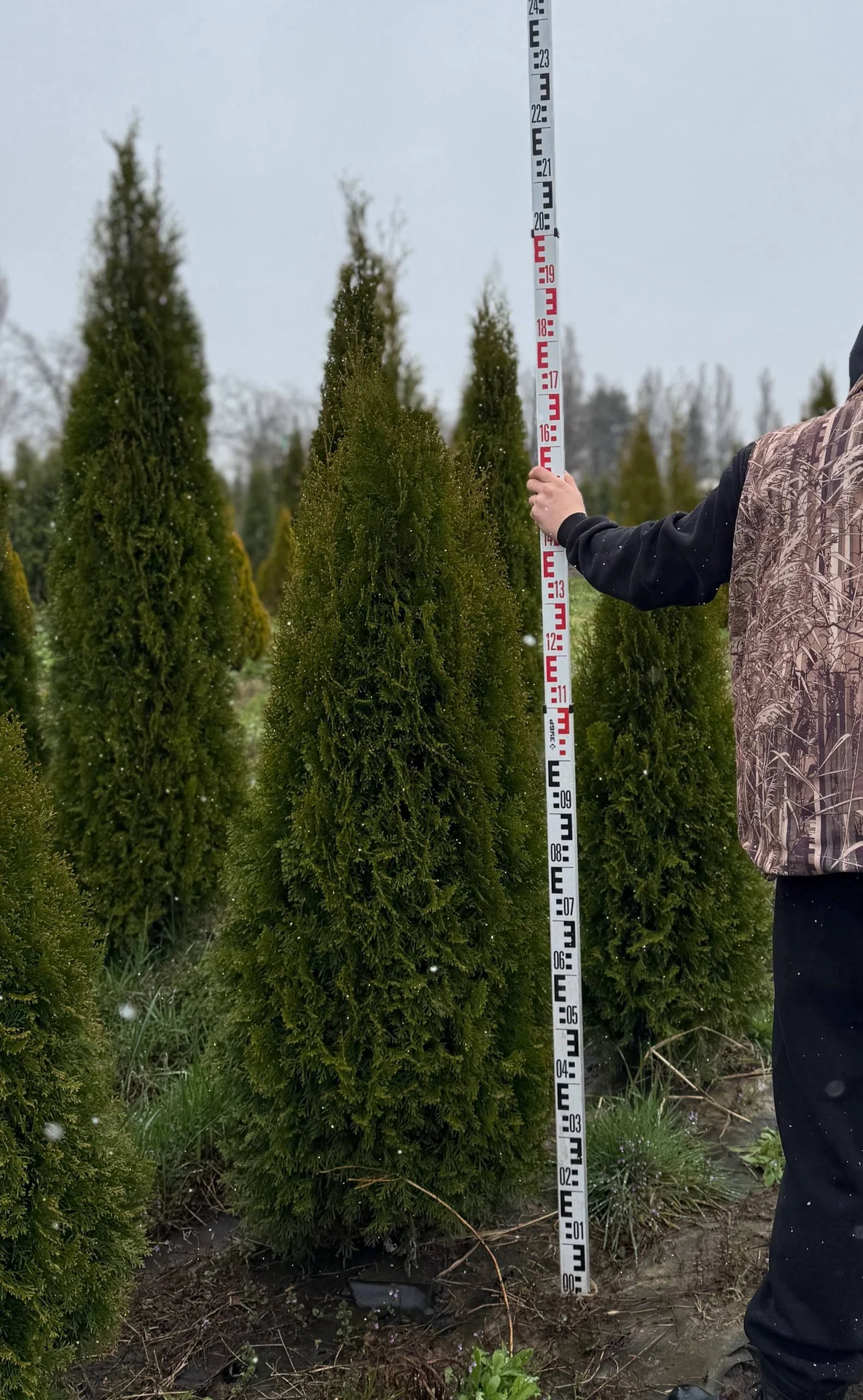 Туя западная Смарагд 2-2,2 экстра качество 🌲 - миниатюра 2