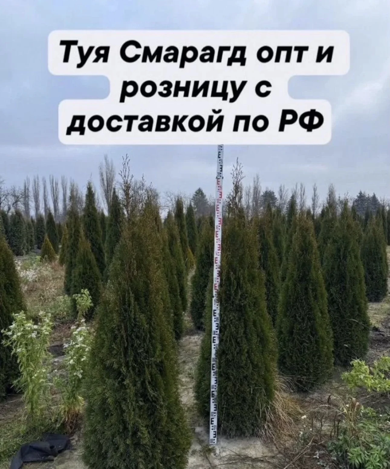 Туя Смарагд 200-220 экстра - изображение 1