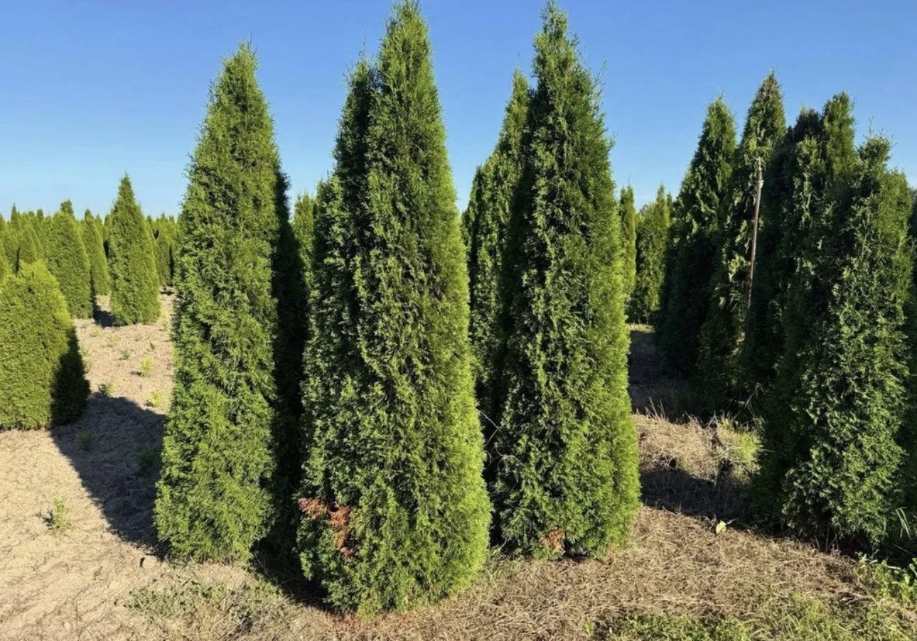 Хвойный растения Туя Западная Смарагд 2,8-3м - изображение 1