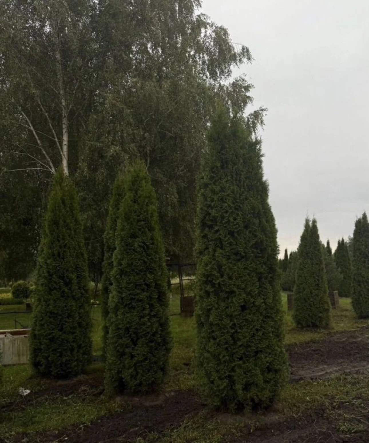 Туя Смарагд 4-4,5 экстра качество - миниатюра 2