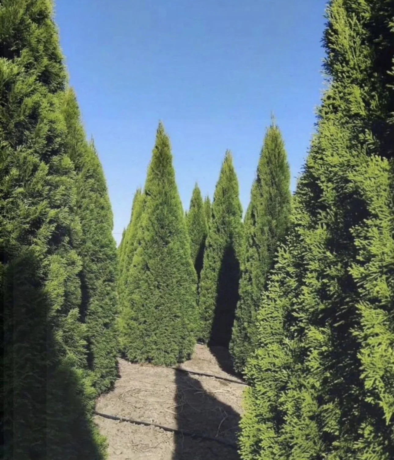 Туя Смарагд 3-3,5 экстра качество 🌲 - изображение 1