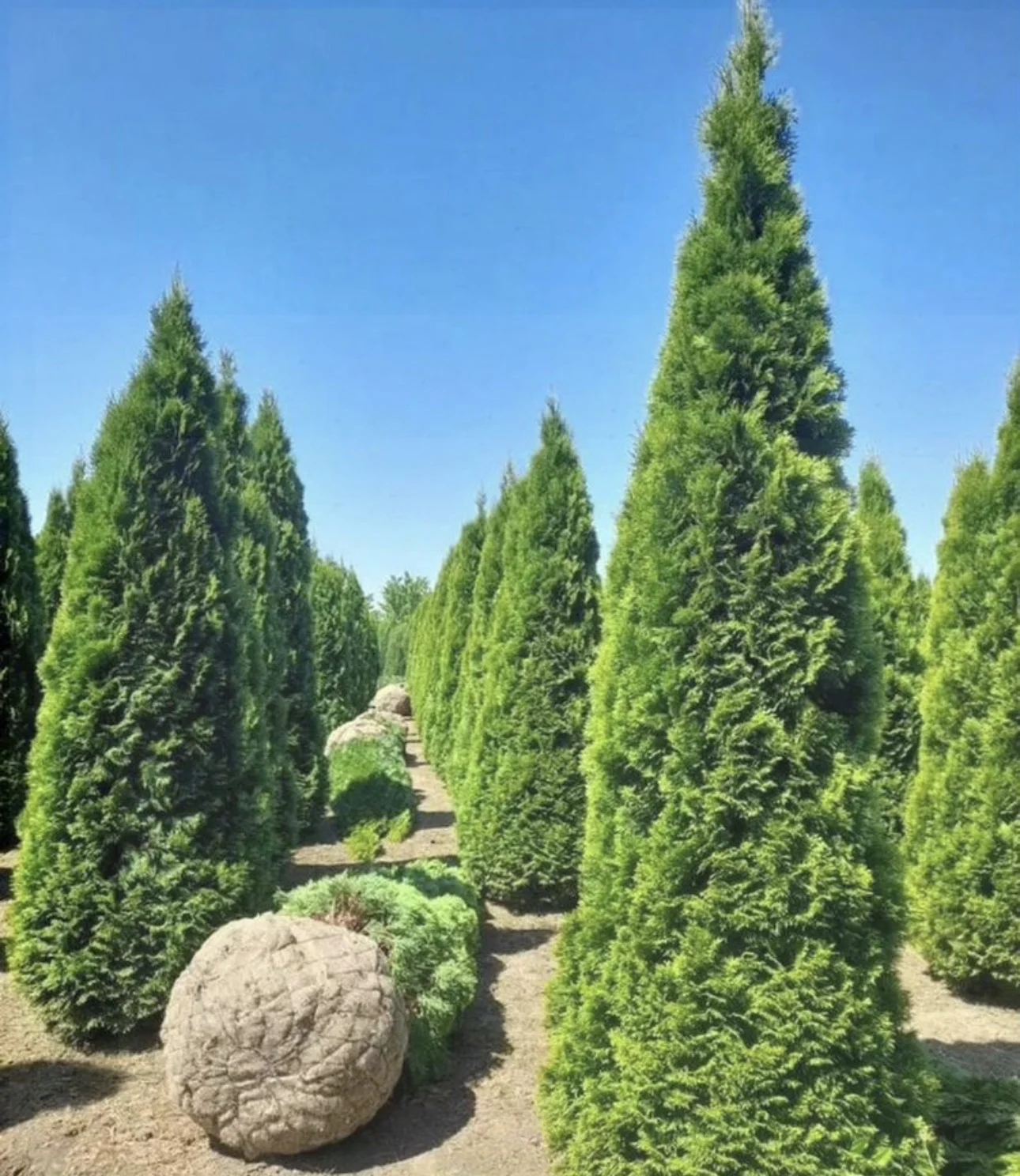 Туя Смарагд 3-3,5 экстра качество 🌲 - миниатюра 2