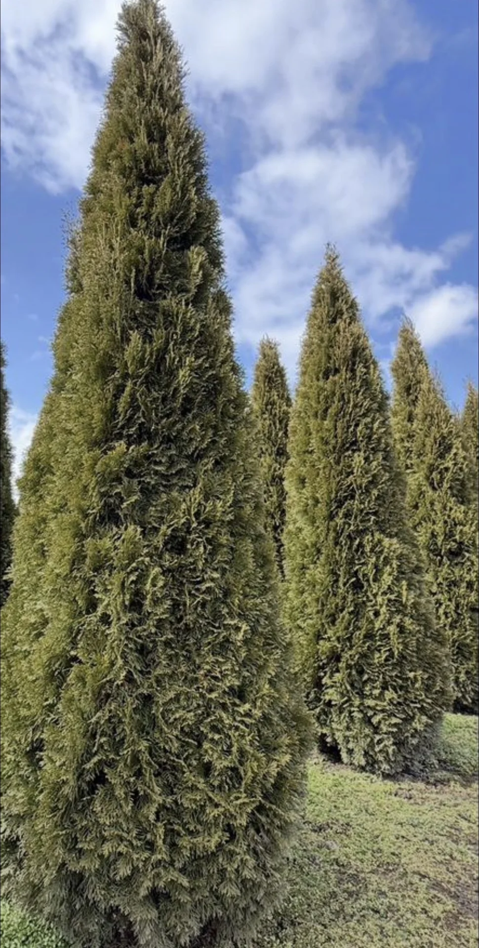 Туя Смарагд 3,5-4м 🌲 - миниатюра 2