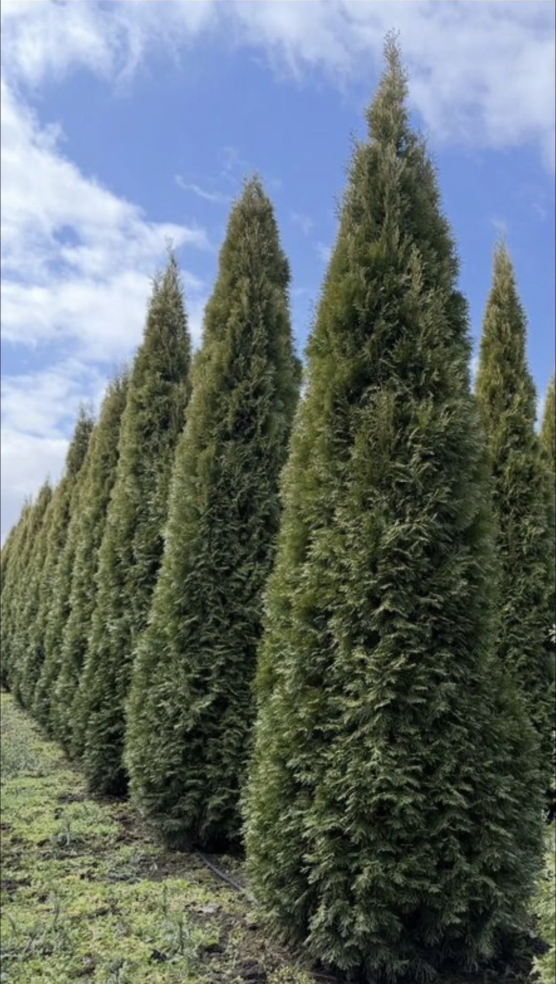 Туя Смарагд 3,5-4м 🌲 - миниатюра 3