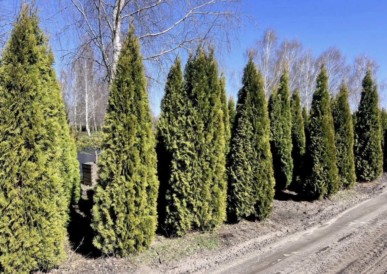 Туя Смарагд 3 метра 🌲 - изображение 1