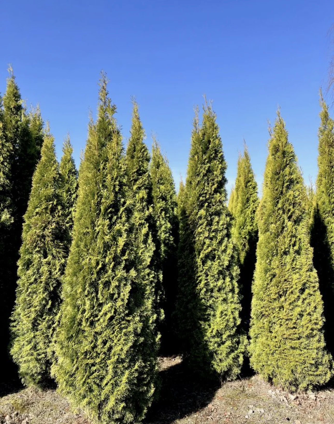 Туя Смарагд 3 метра 🌲 - миниатюра 2
