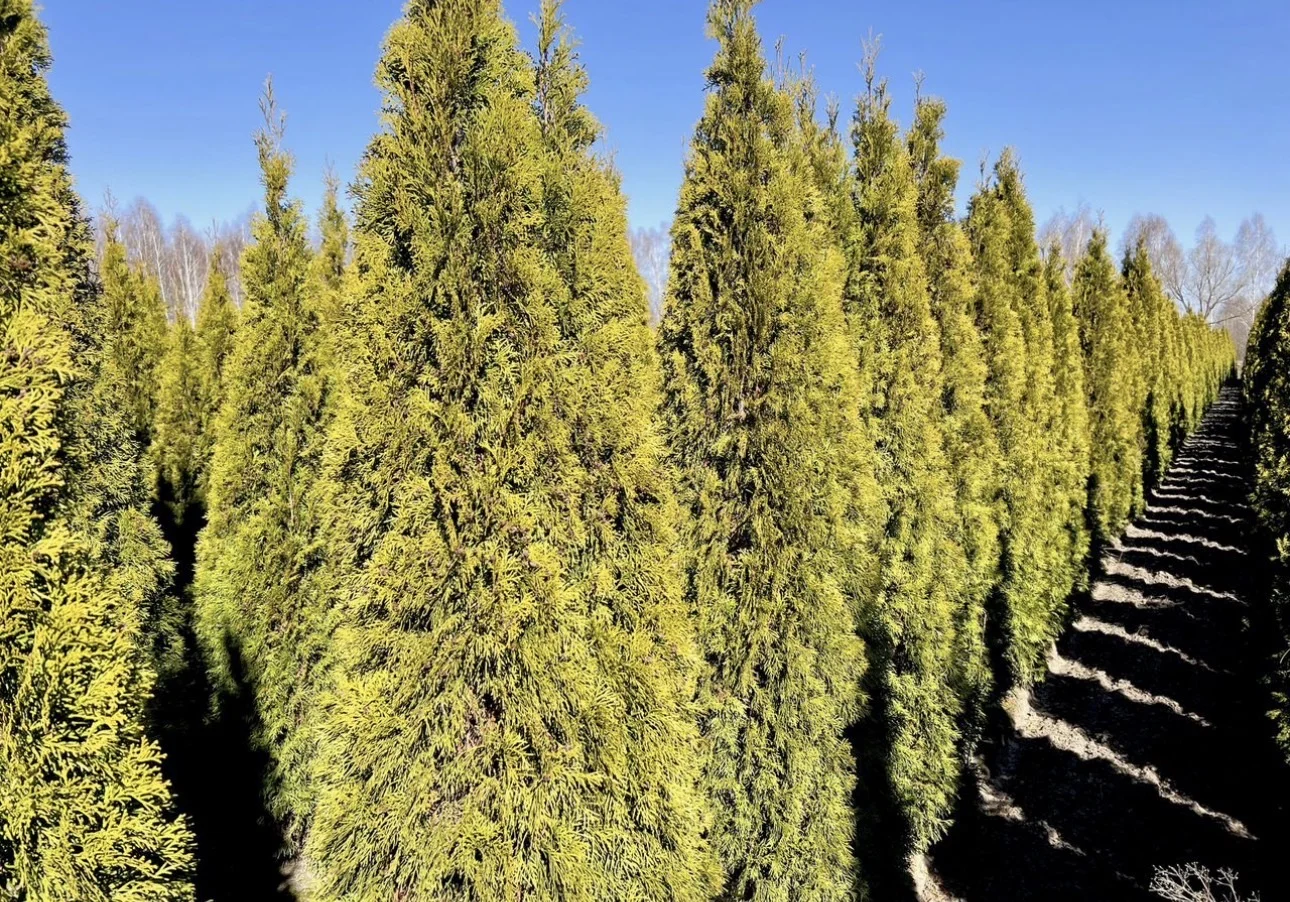 Туя Смарагд 3 метра 🌲 - миниатюра 3