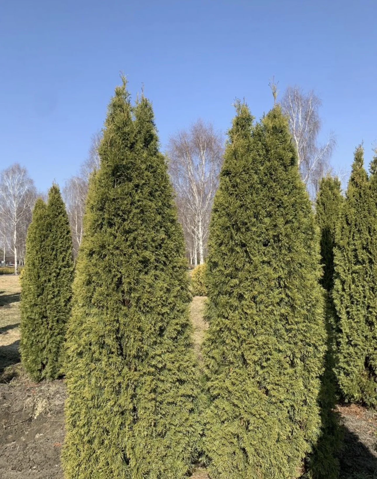 Туя Смарагд 3-4 метра 🌲 - миниатюра 2
