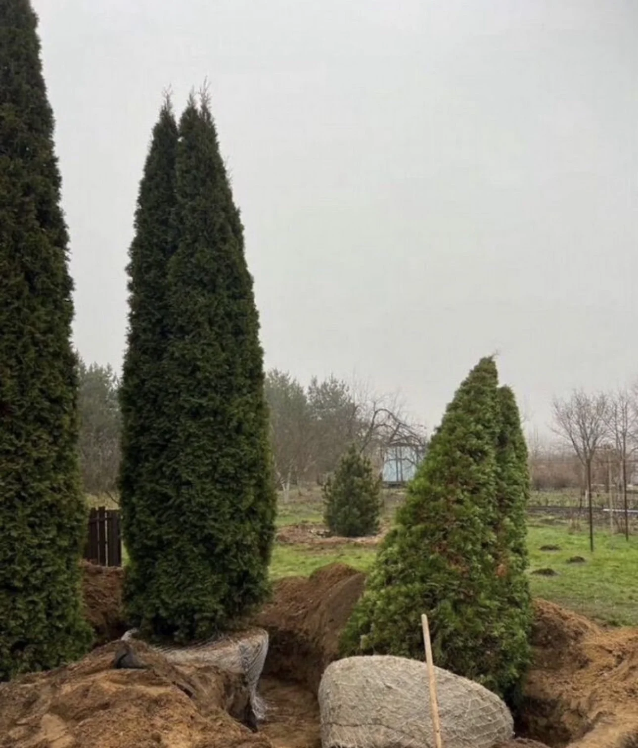Туя Смарагд крупномеры 4-5м 🌲 - миниатюра 2