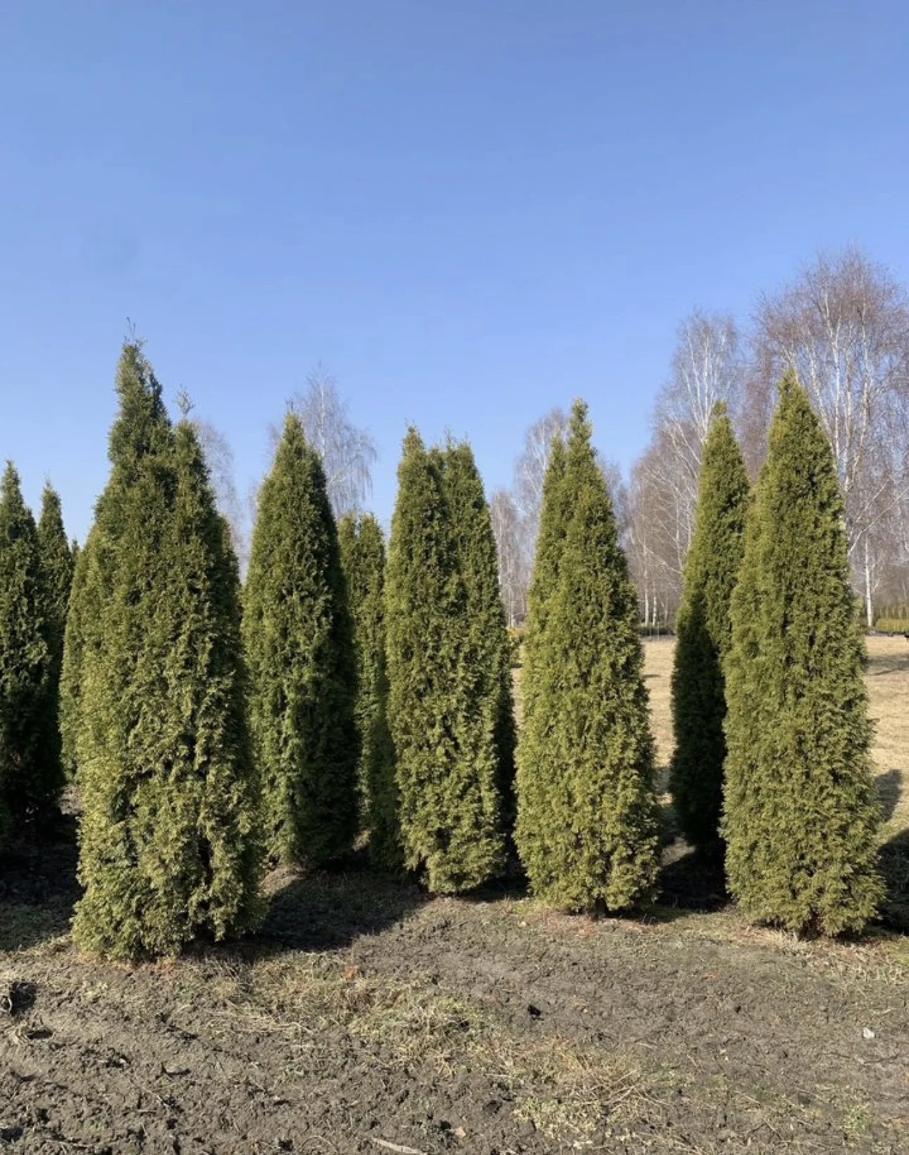 Туй Смарагд 3,5-4м 🌲 - миниатюра 2