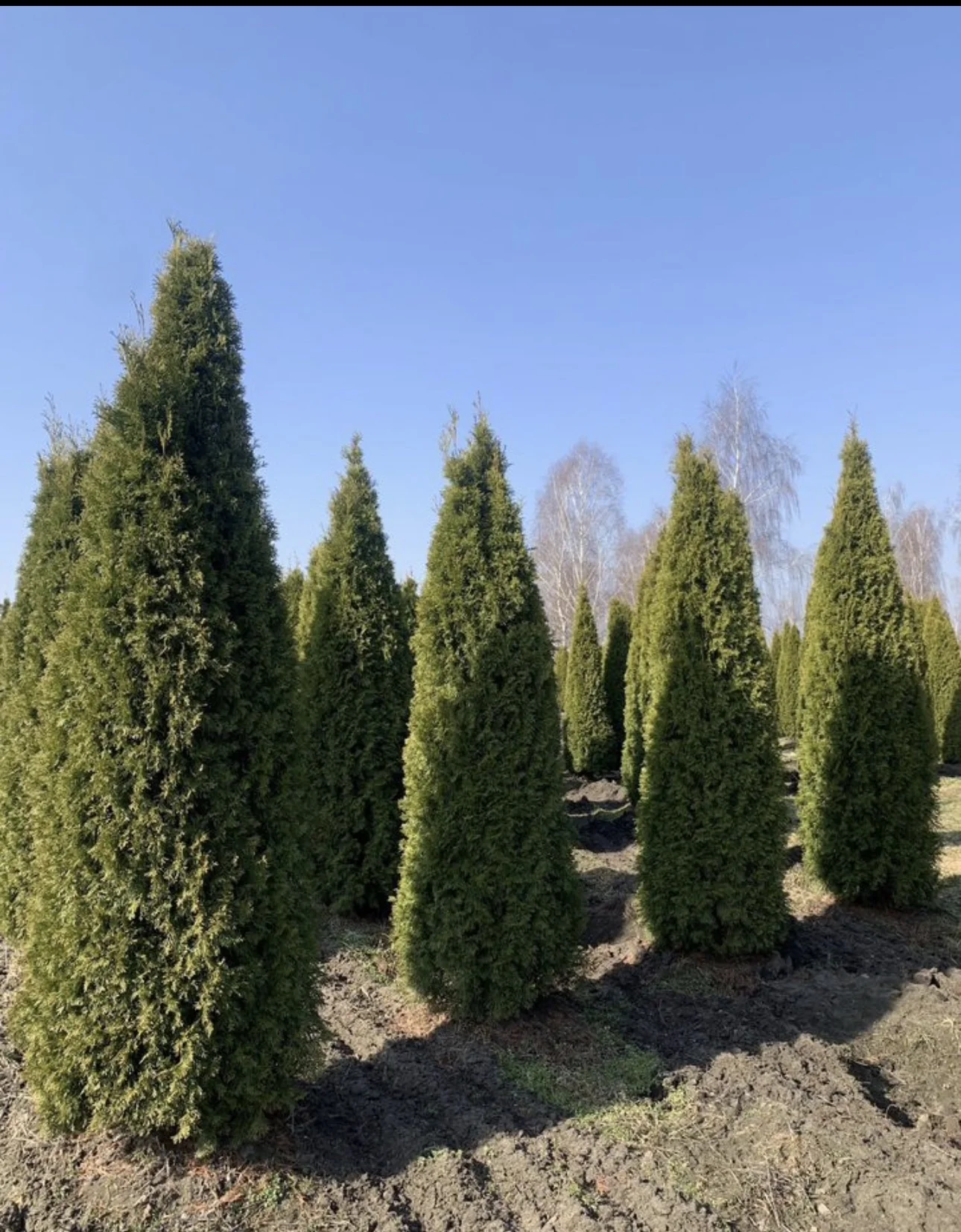Туй Смарагд 3,5-4м 🌲 - миниатюра 3