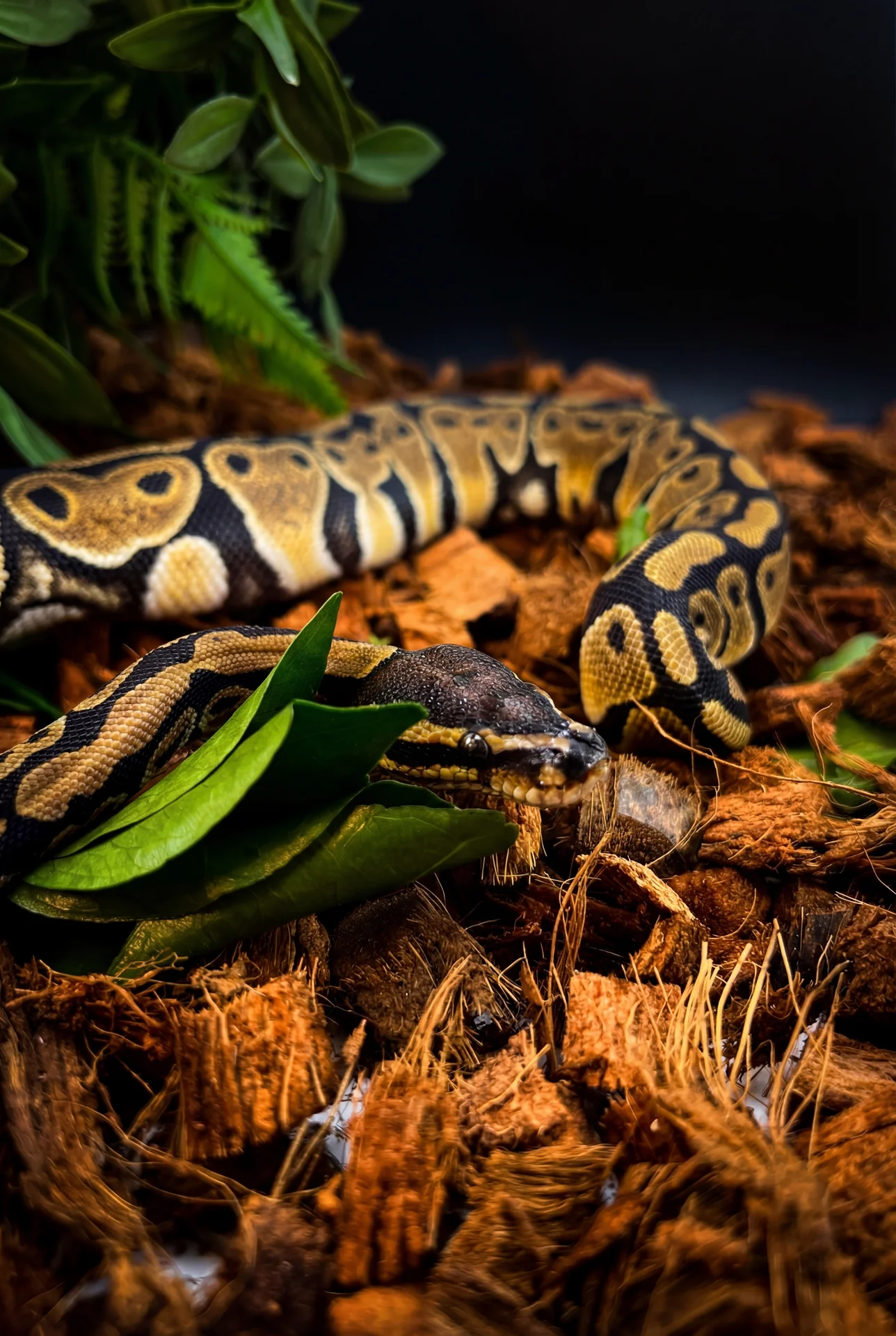 Королевский питон Granit Scaleless Head - изображение 1