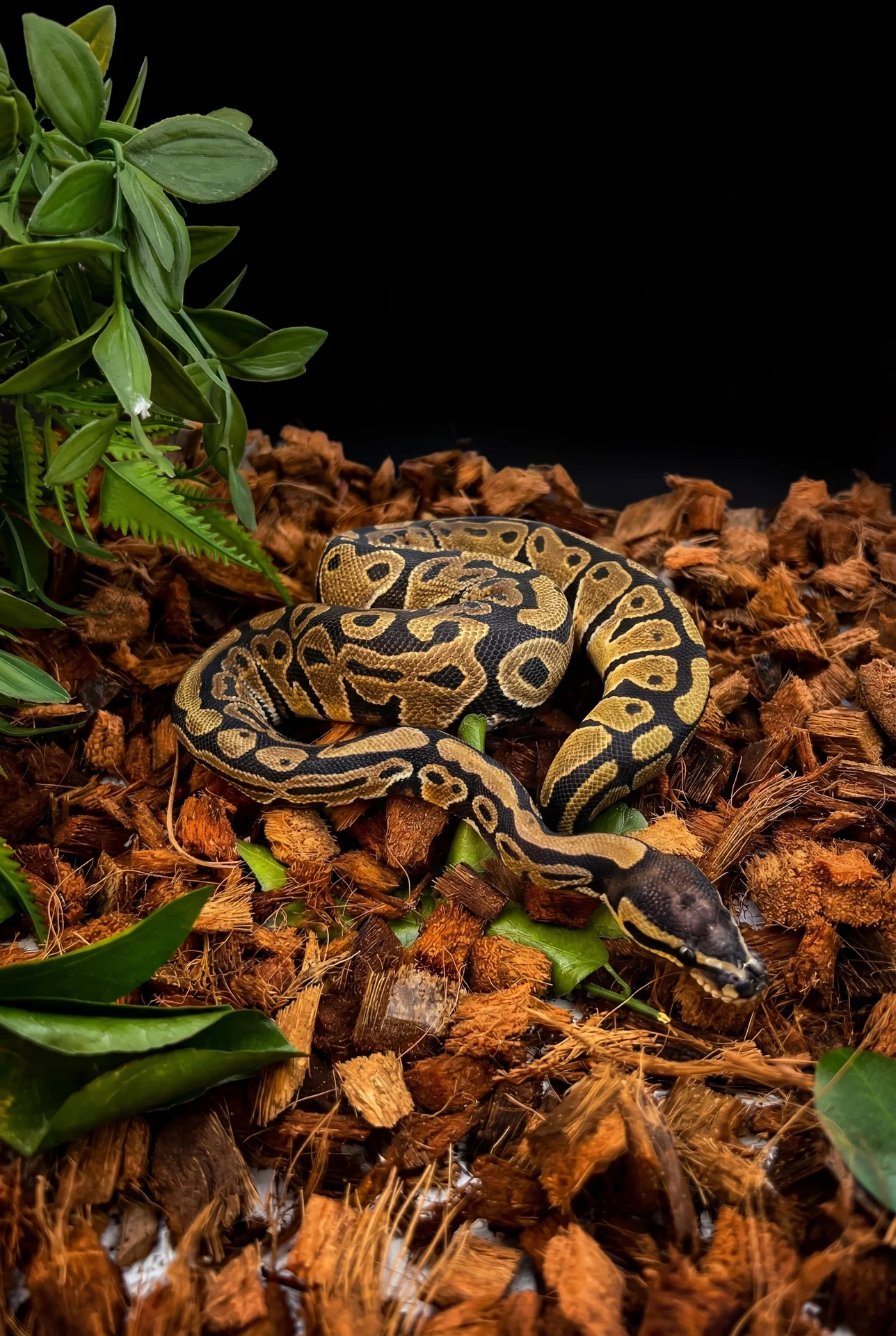 Королевский питон Granit Scaleless Head - миниатюра 2