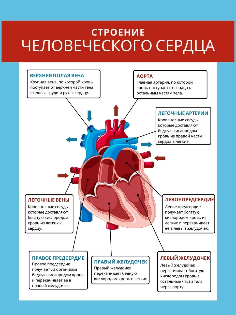 Репетитор по химии и биологии - миниатюра 6