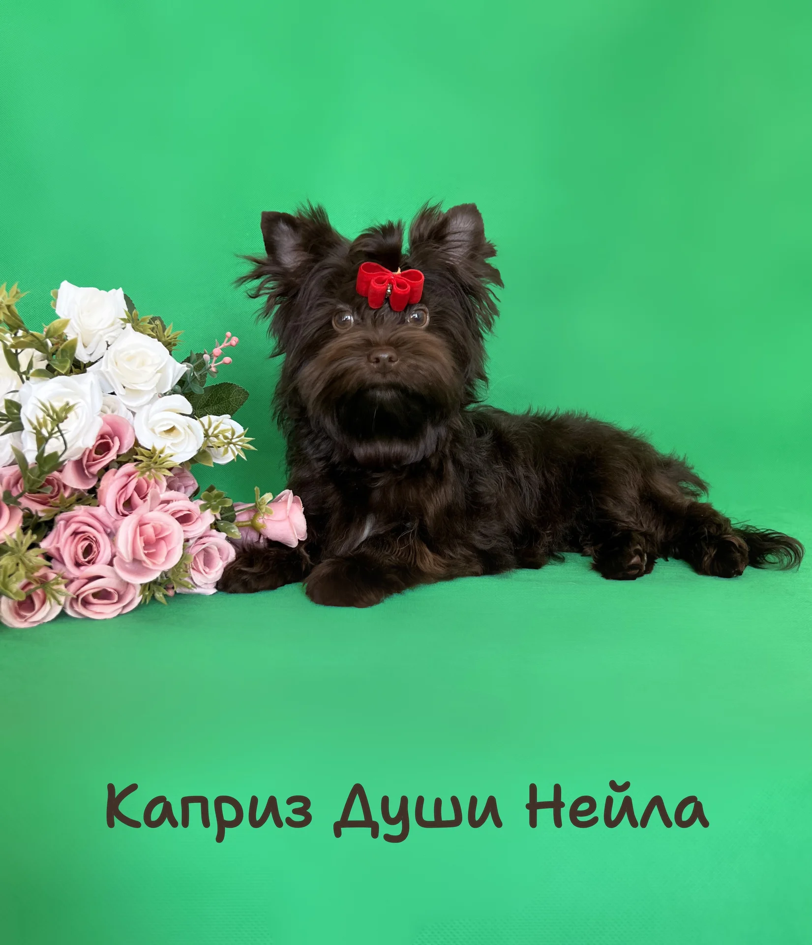 Девочка шоколадного йорка ( можно в разведение) - изображение 1