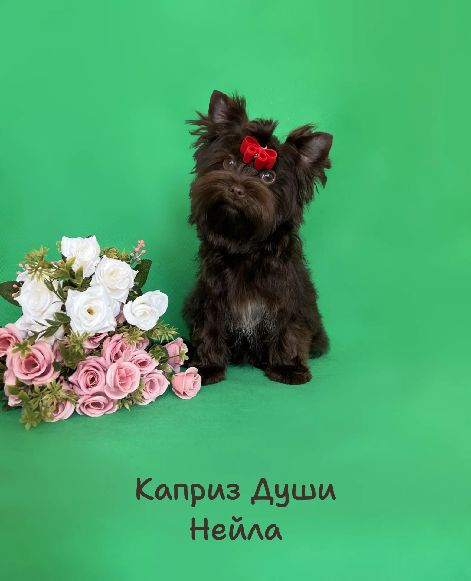 Девочка шоколадного йорка ( можно в разведение) - миниатюра 2