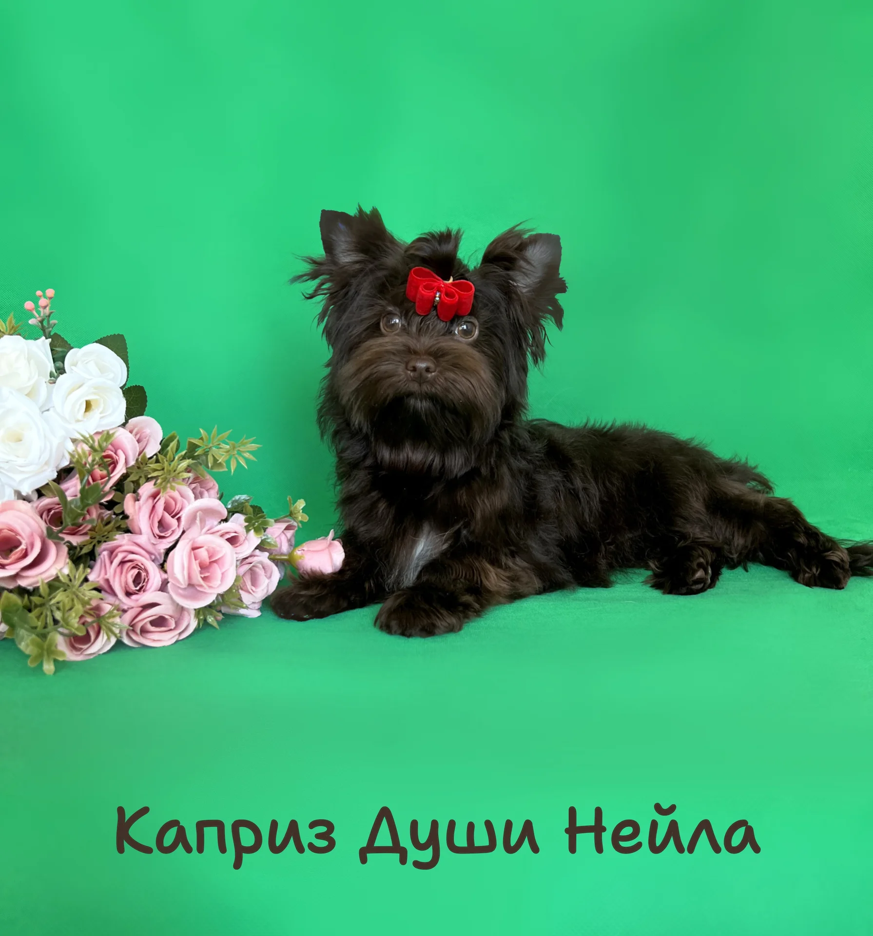 Девочка шоколадного йорка ( можно в разведение) - миниатюра 8