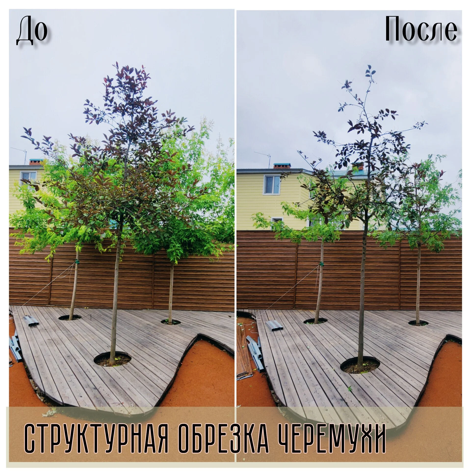 Весенняя обрезка деревьев - миниатюра 7