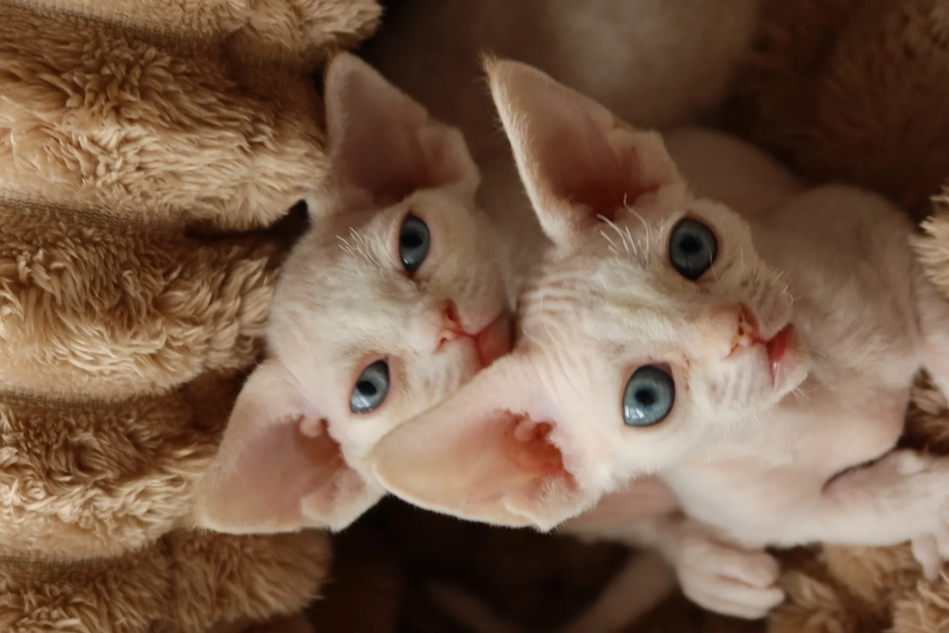 Котенок Девон -Рекс - миниатюра 3