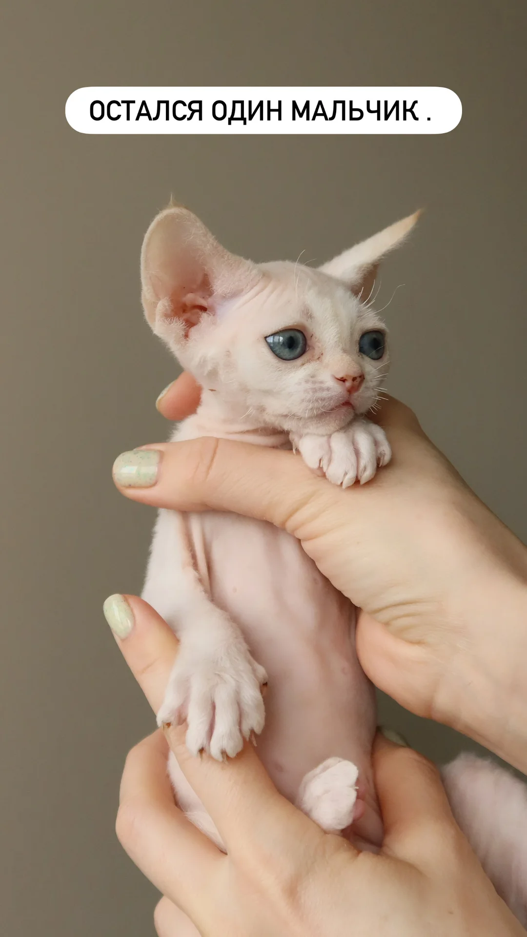 Котенок Девон -Рекс - миниатюра 4