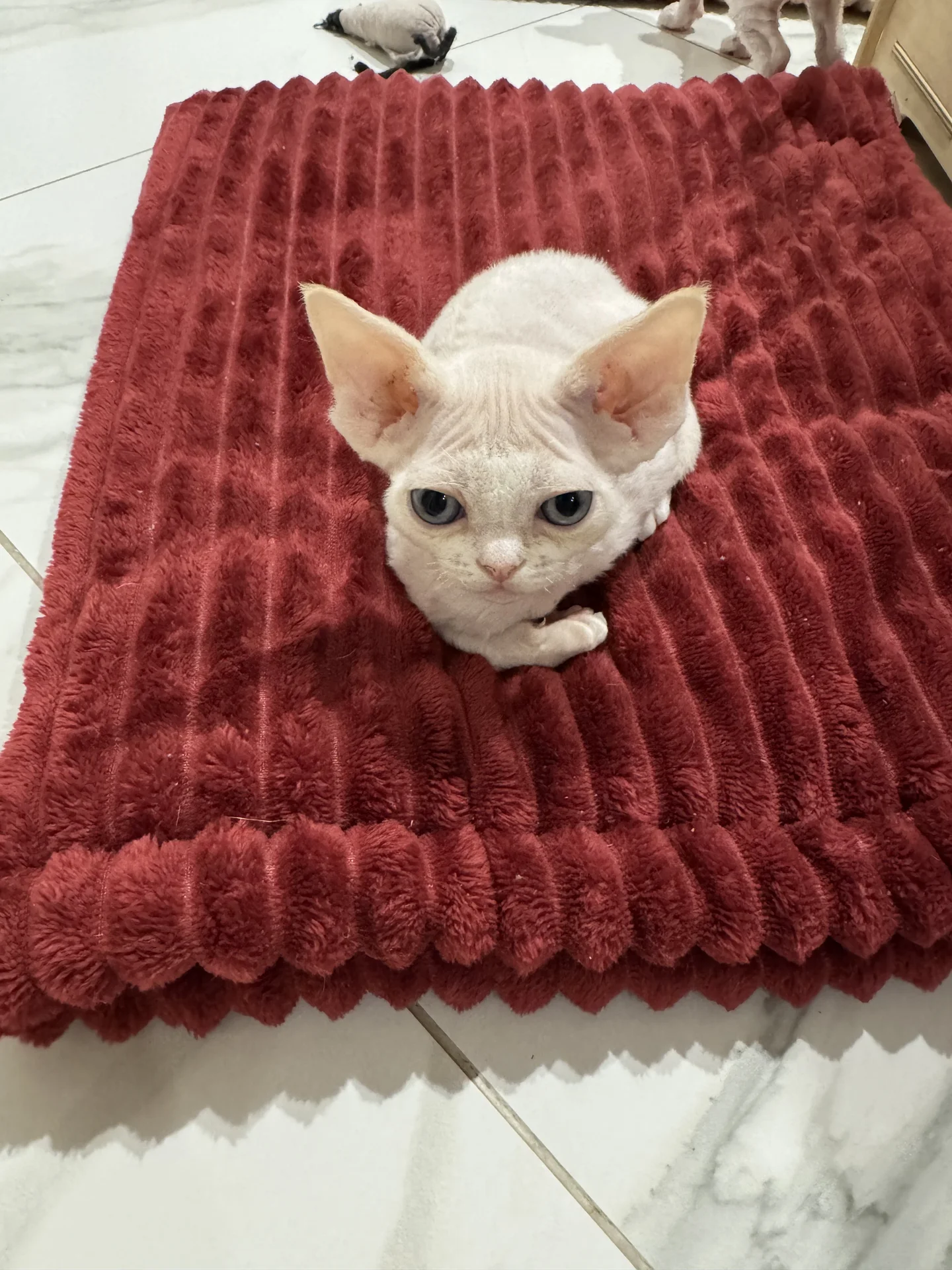 Котенок Девон -Рекс - миниатюра 6