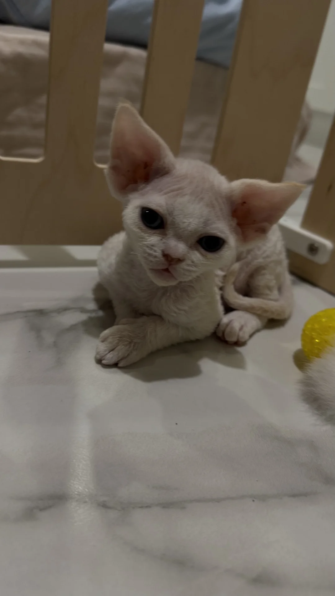 Котенок Девон -Рекс - миниатюра 8