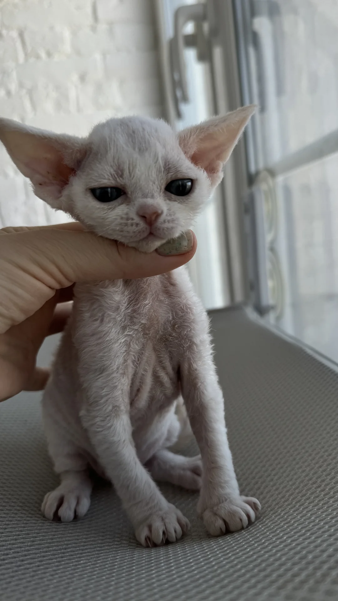 Котенок Девон -Рекс - миниатюра 9