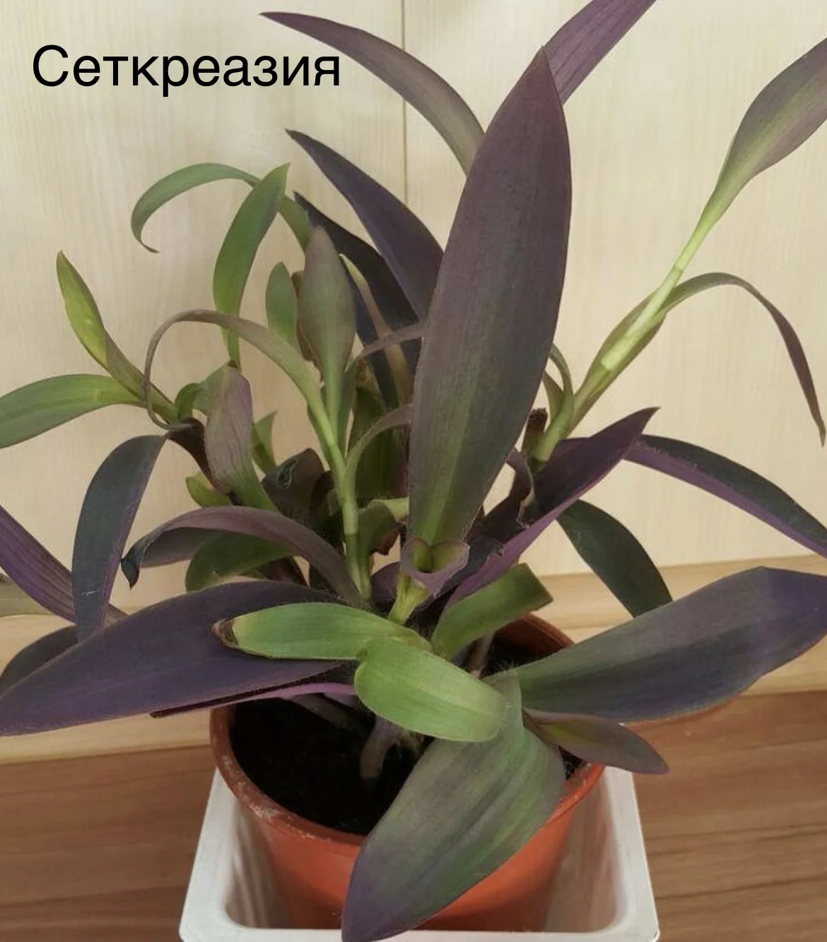 Растения цветущие и плодоносящие - изображение 1