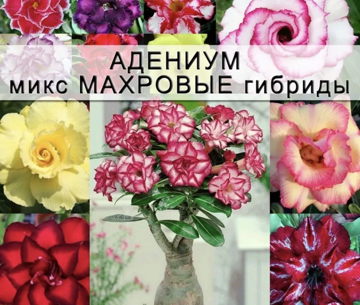 Растения цветущие и плодоносящие - миниатюра 5