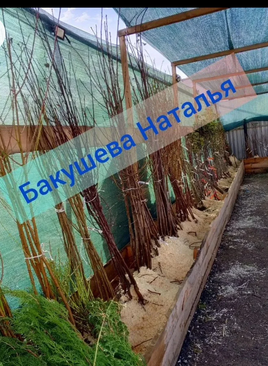 Саженцы плодовых деревьев и кустарников - миниатюра 2