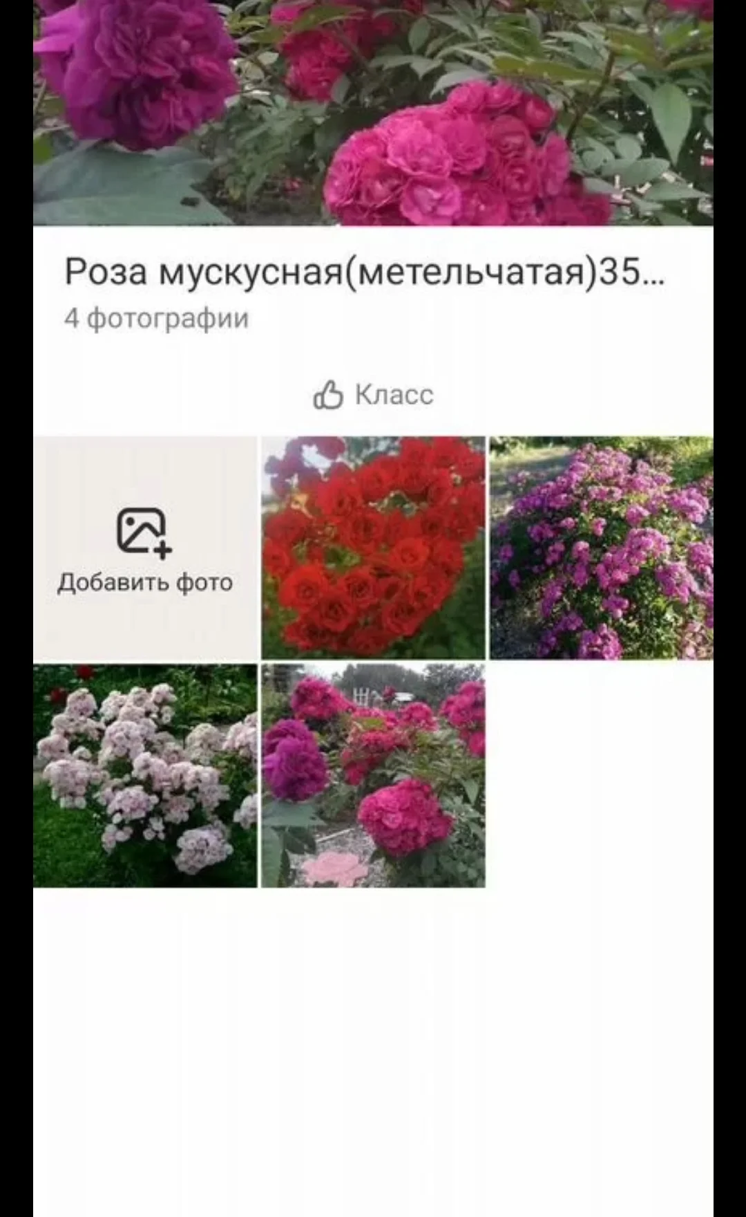 Саженцы роз - миниатюра 3