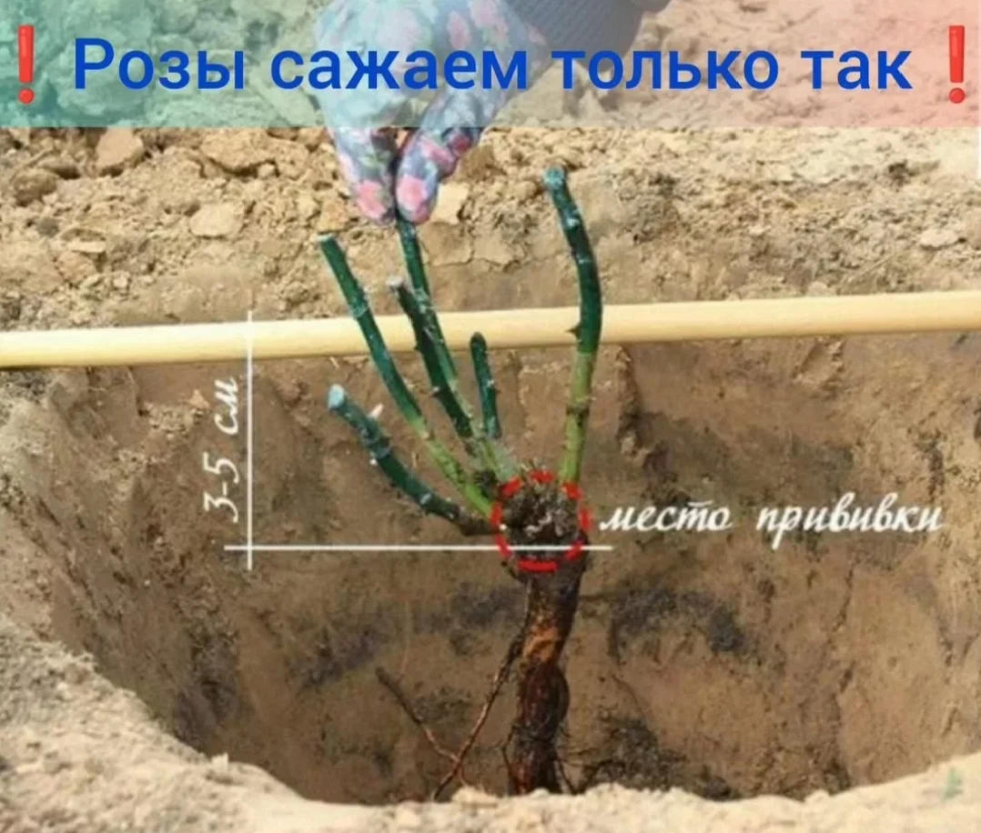 Саженцы роз - миниатюра 8
