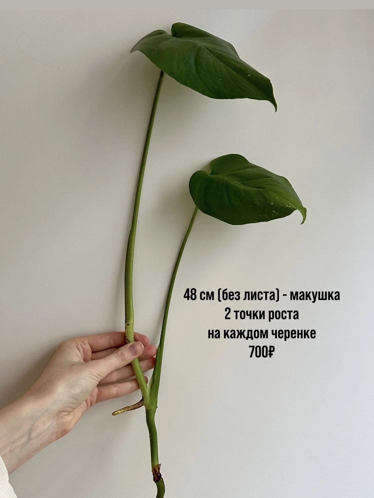 Черенки монстеры деликатесной - миниатюра 3
