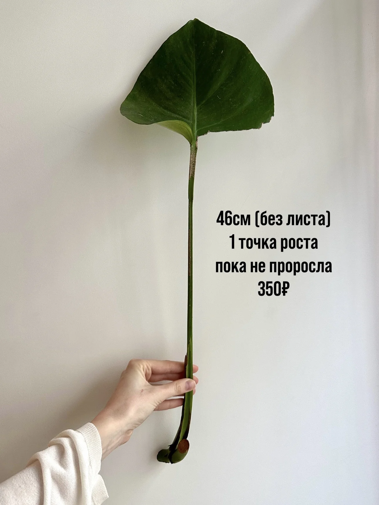 Черенки монстеры деликатесной - миниатюра 5