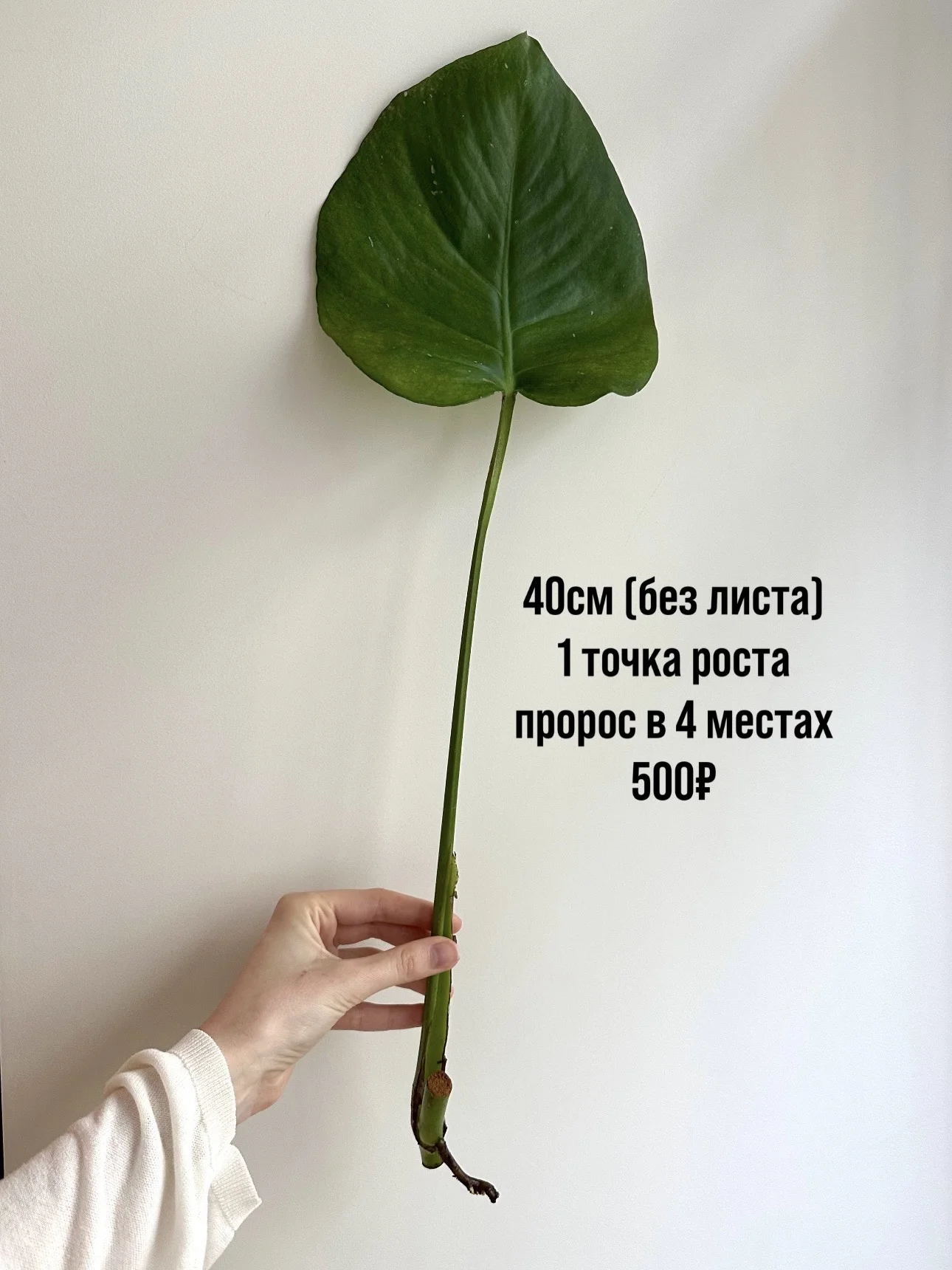 Черенки монстеры деликатесной - миниатюра 6