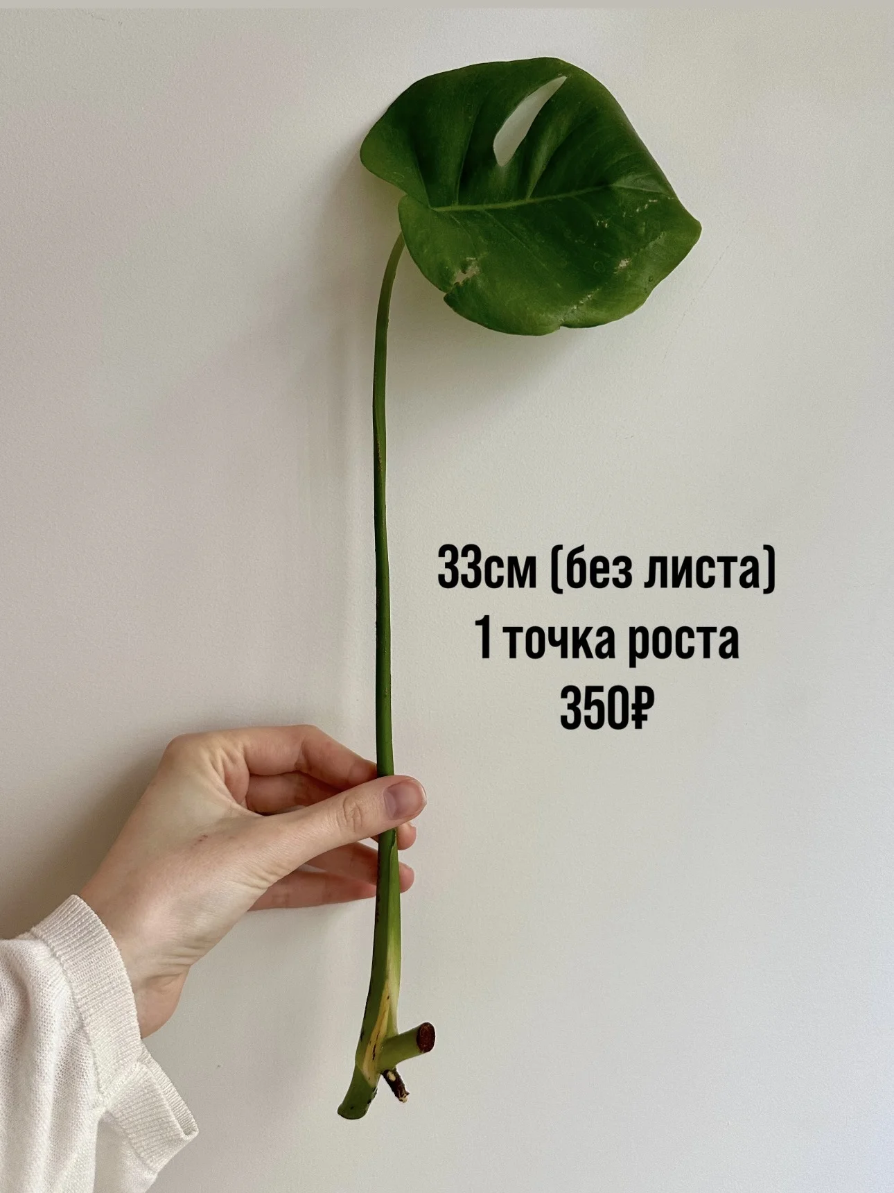 Черенки монстеры деликатесной - миниатюра 7
