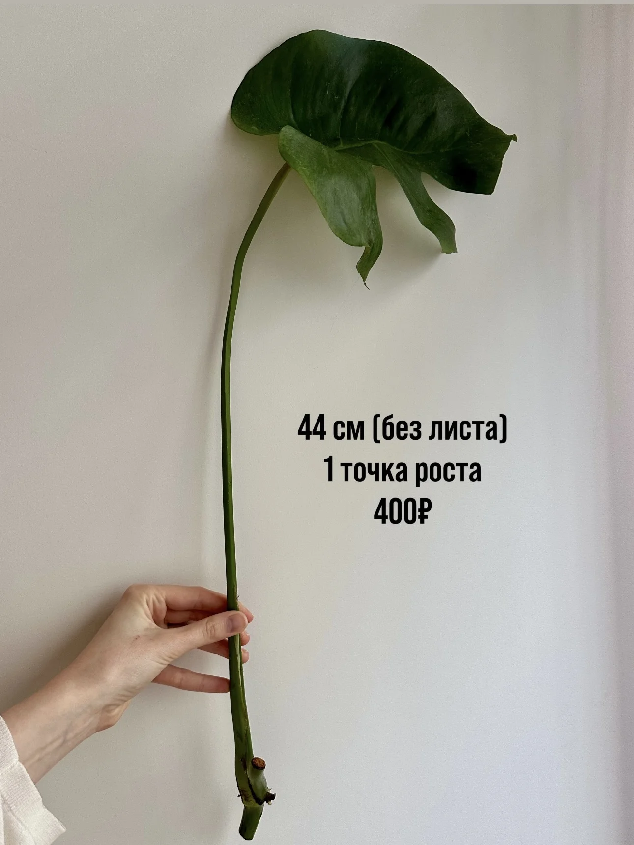 Черенки монстеры деликатесной - миниатюра 8