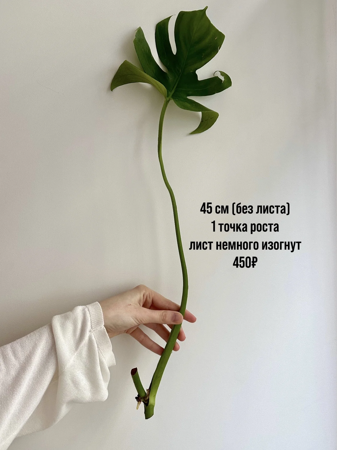 Черенки монстеры деликатесной - миниатюра 12