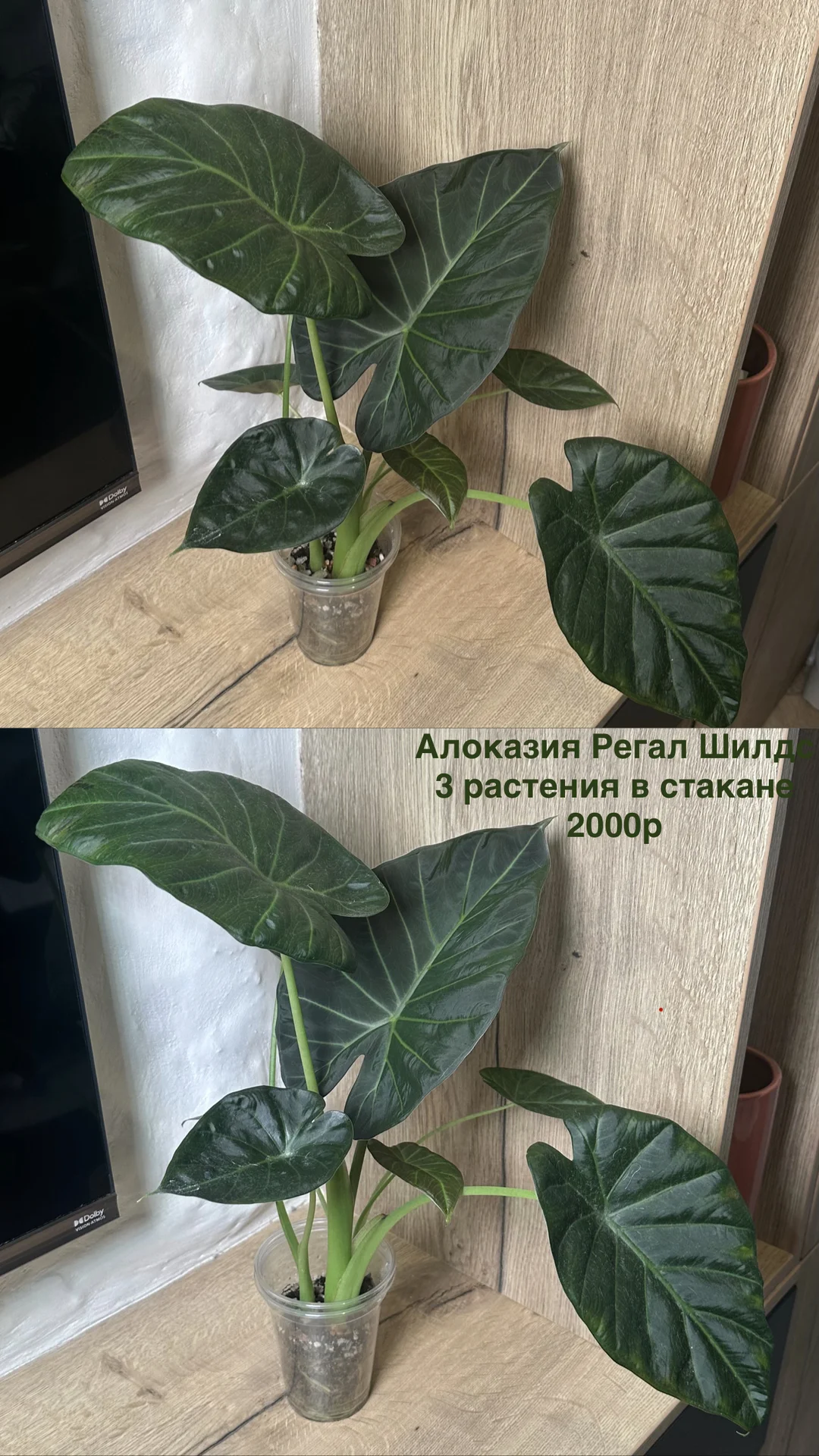 Алоказия Регал Шилдс - изображение 1