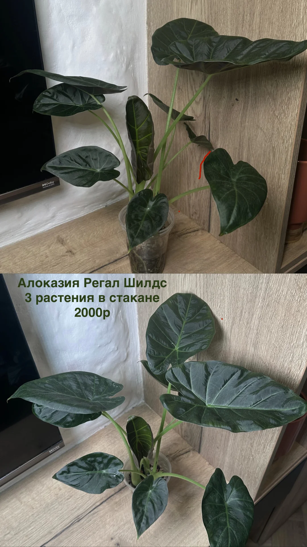Алоказия Регал Шилдс - миниатюра 2