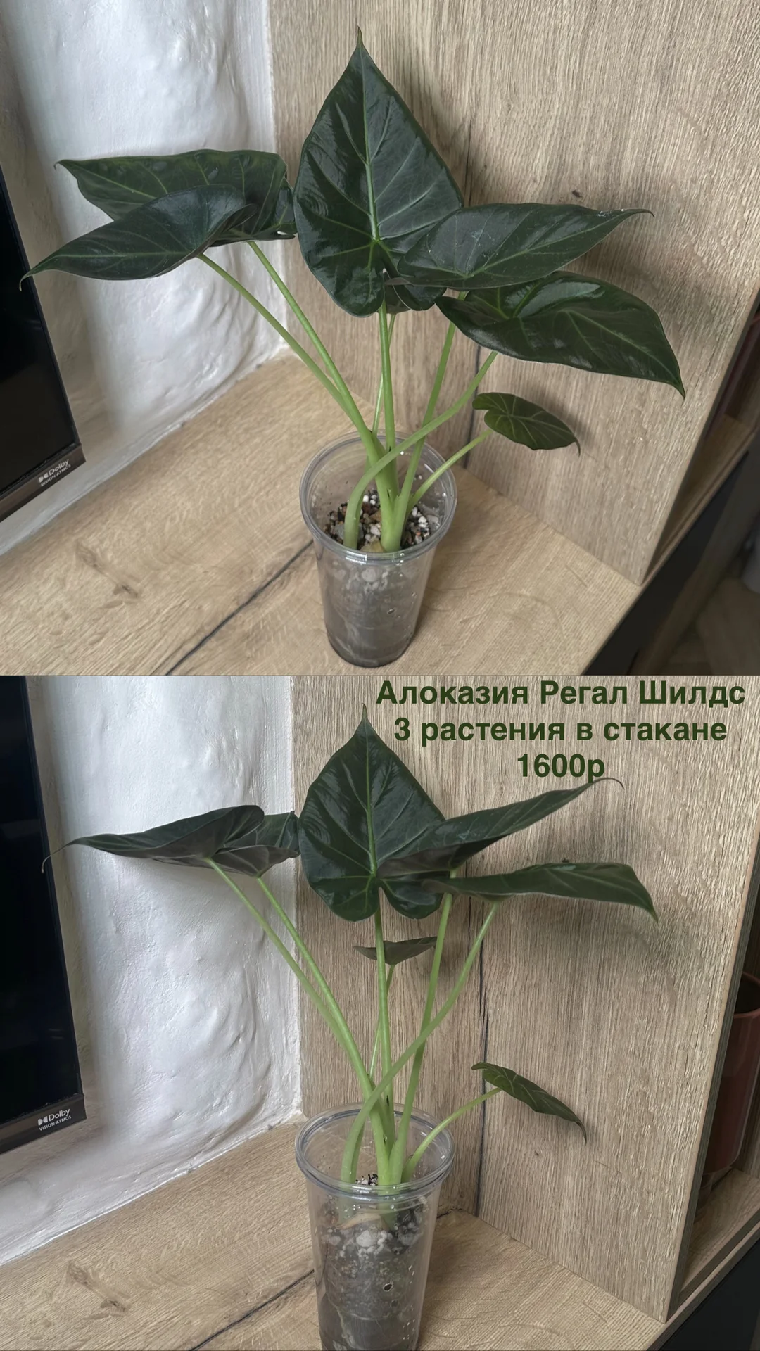 Алоказия Регал Шилдс - миниатюра 3