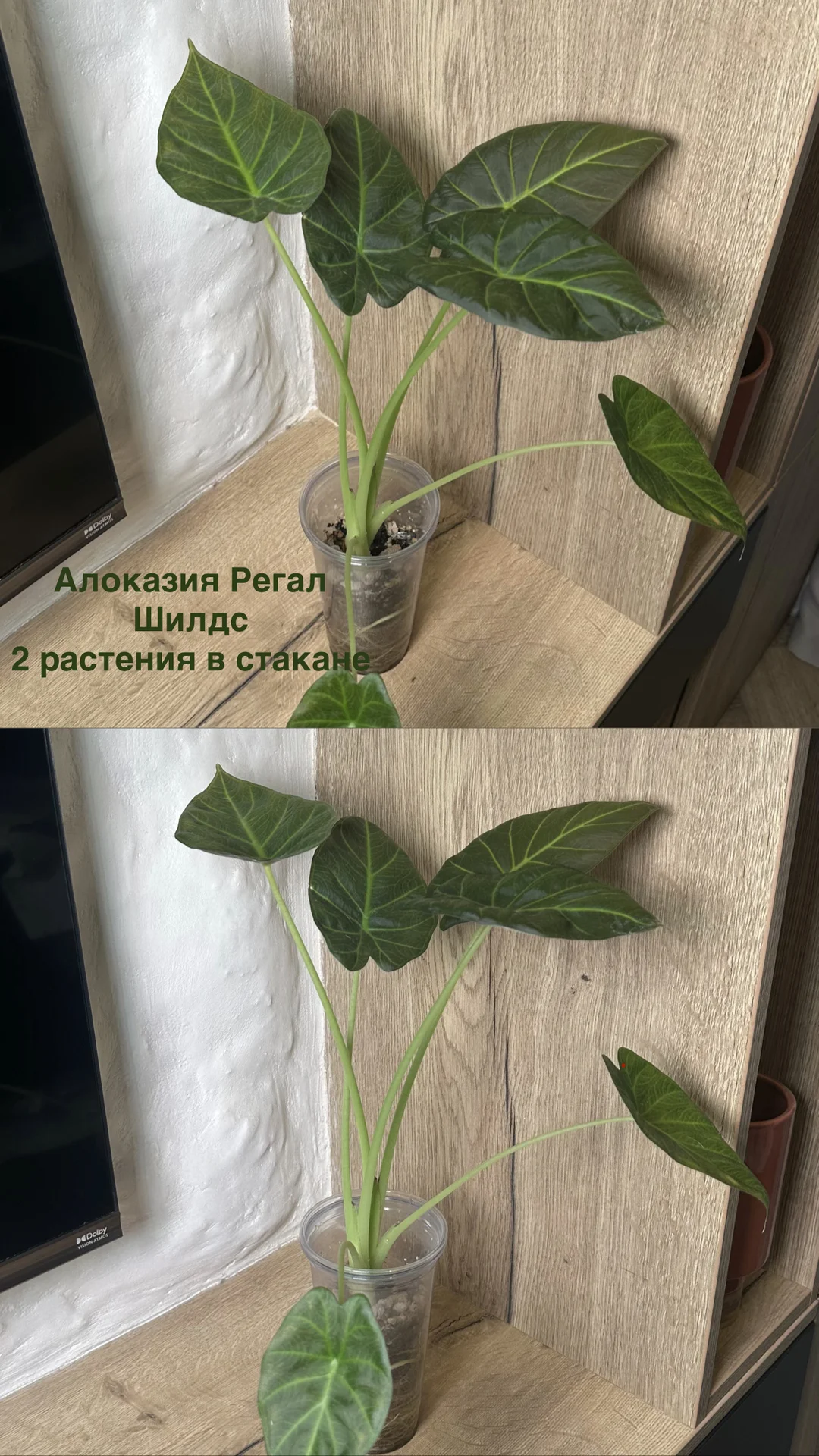 Алоказия Регал Шилдс - миниатюра 4