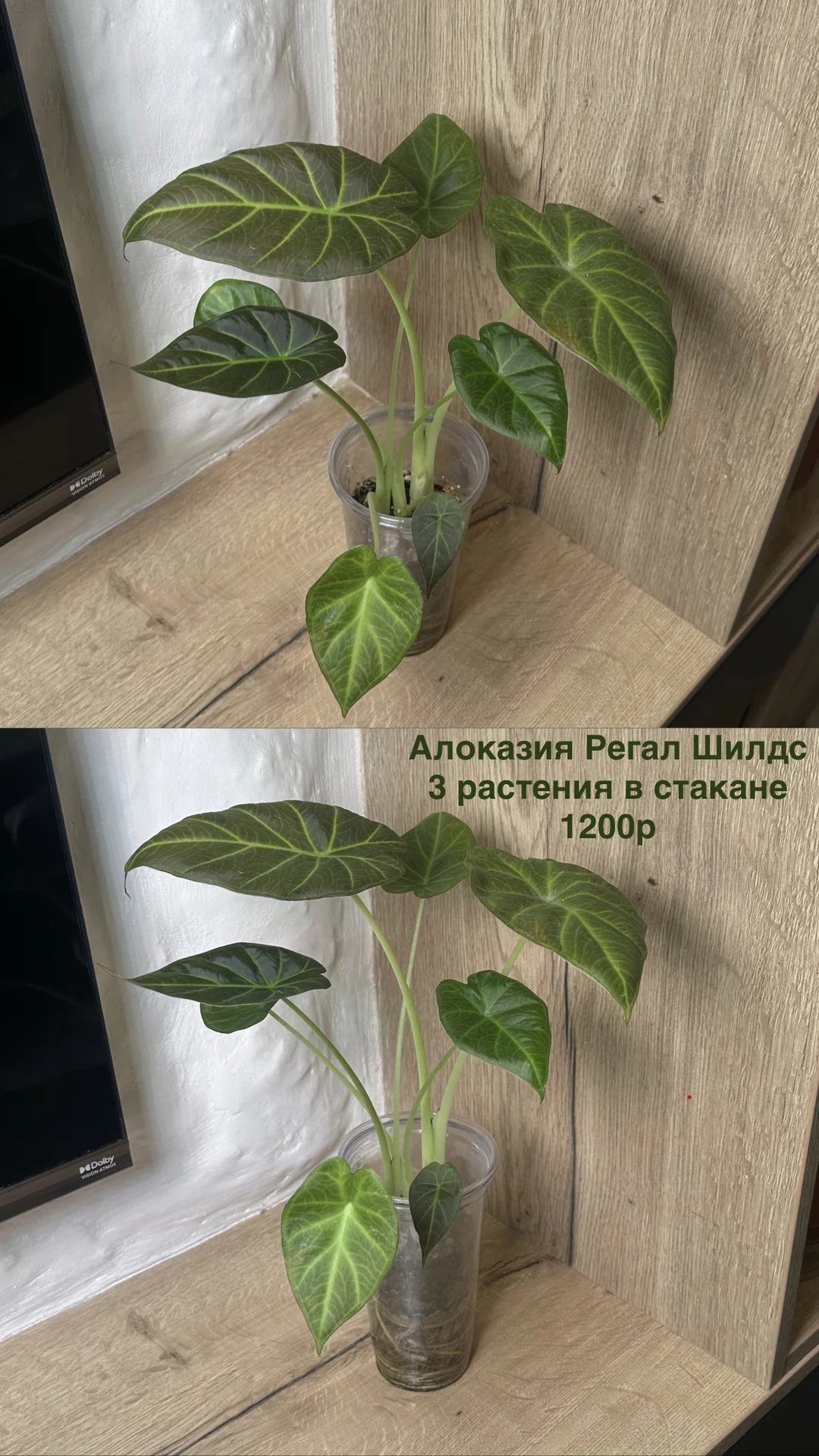 Алоказия Регал Шилдс - миниатюра 5