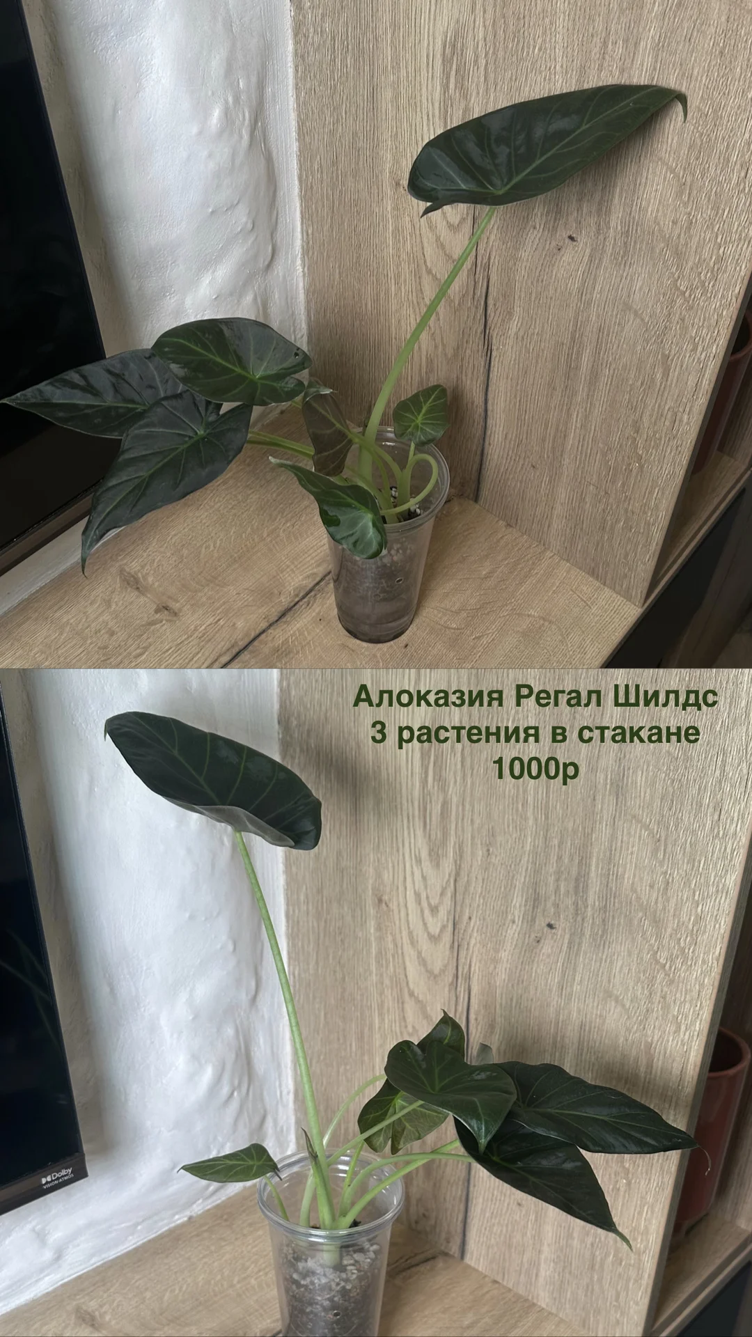 Алоказия Регал Шилдс - миниатюра 6