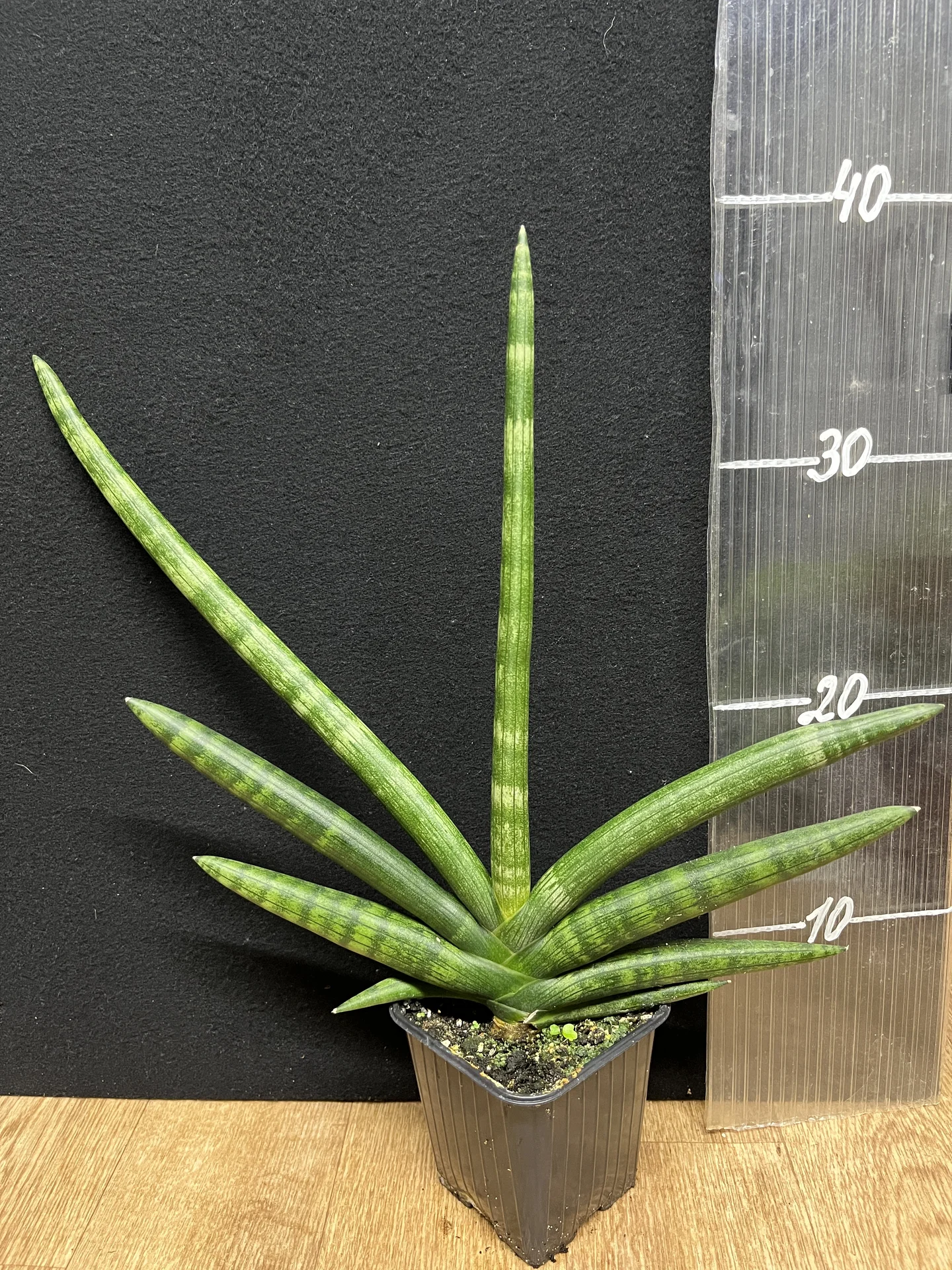 Комнатные растения - миниатюра 9